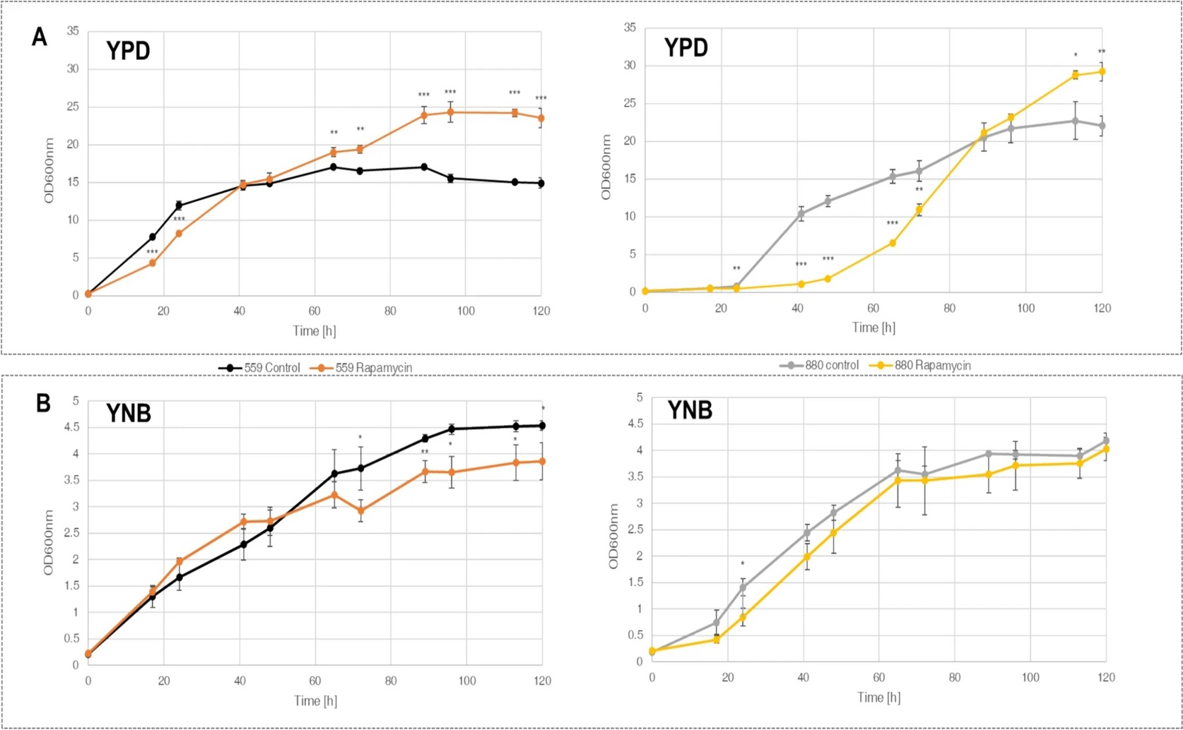New Yeast Model to Research How Rapamycin Affects Aging and Cancer