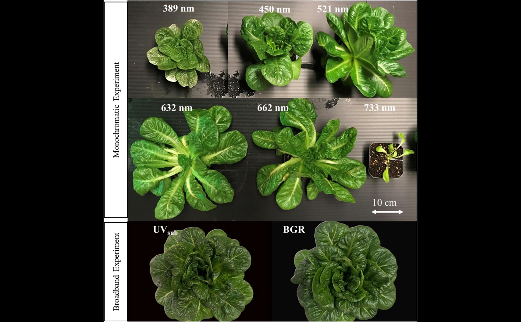 Boosting Vitamin K1 in Indoor Plants with UV Light