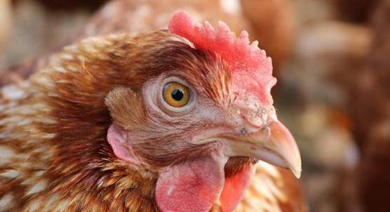 Domestic Chickens Inherit Genes from Wild Junglefowl