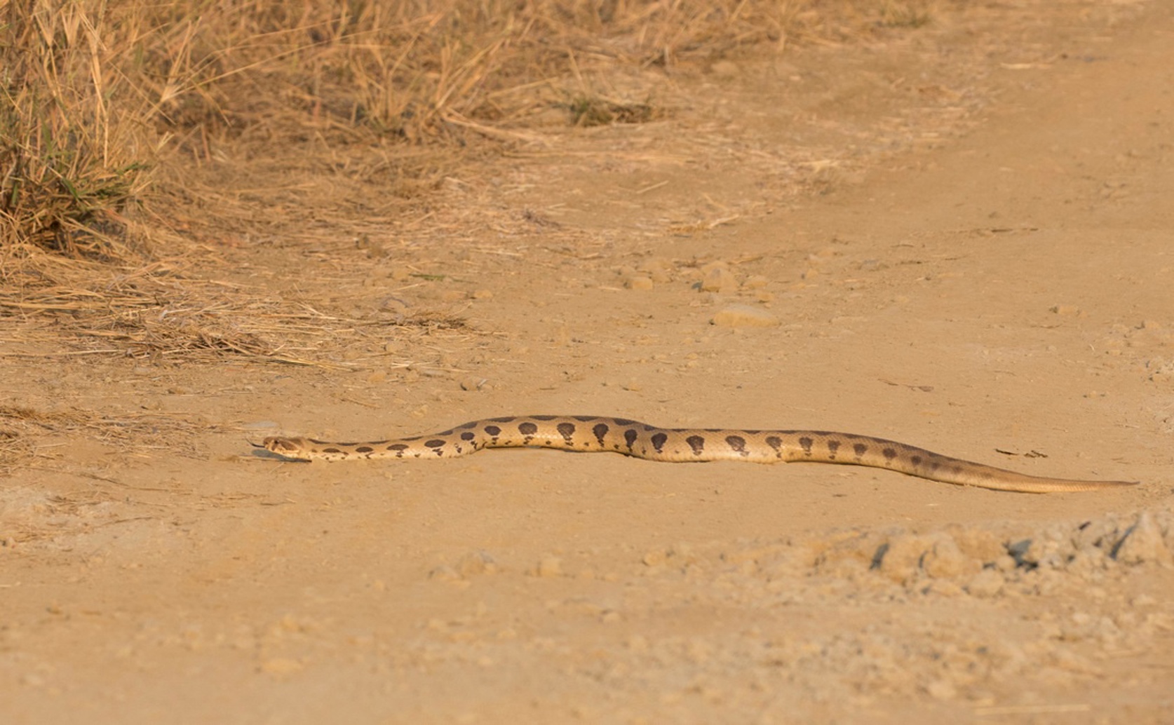 Important Snakes: How Climate Influences Russell’s Viper Venom