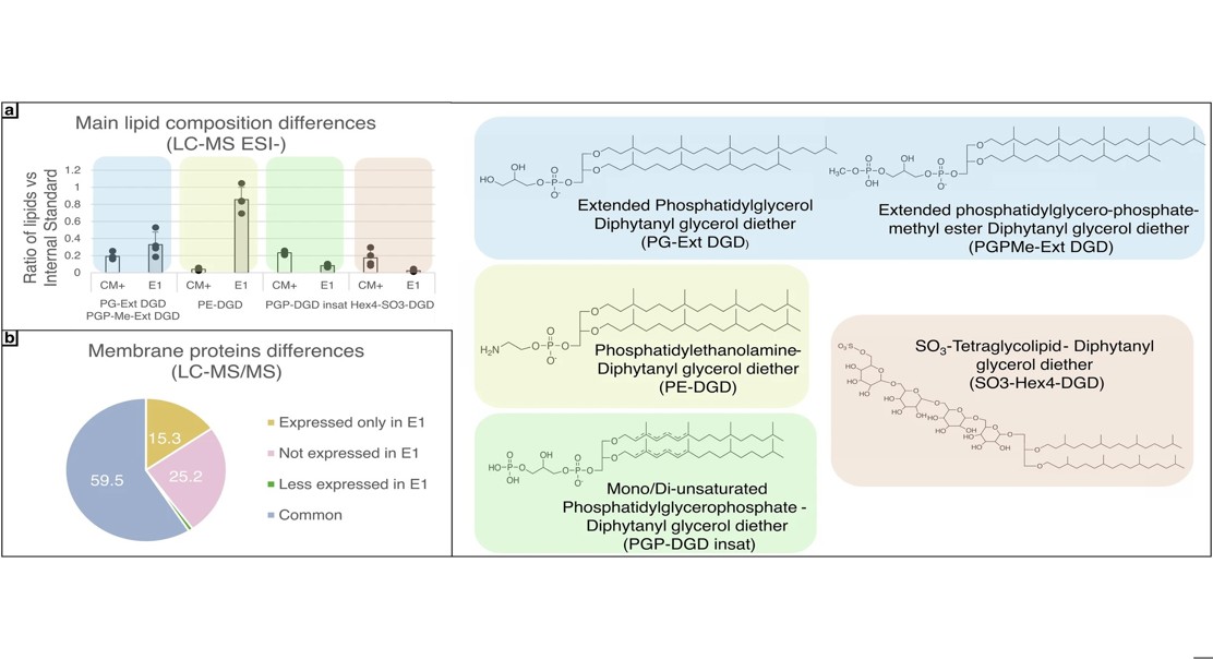 How Salt and Sunlight Affect Preservation of Salt Bacteria’s Surface Markers