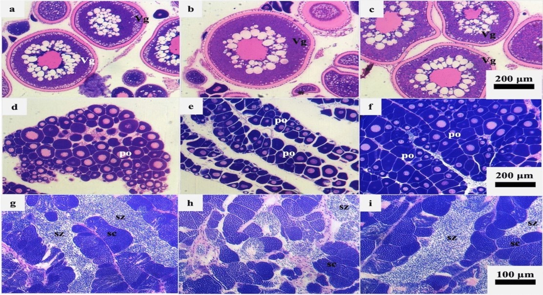 How MicroRNAs Control DNA Repair Genes During Reproductive Development