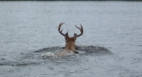 How White-Tailed Deer Choose Homes While Moving Through Landscapes