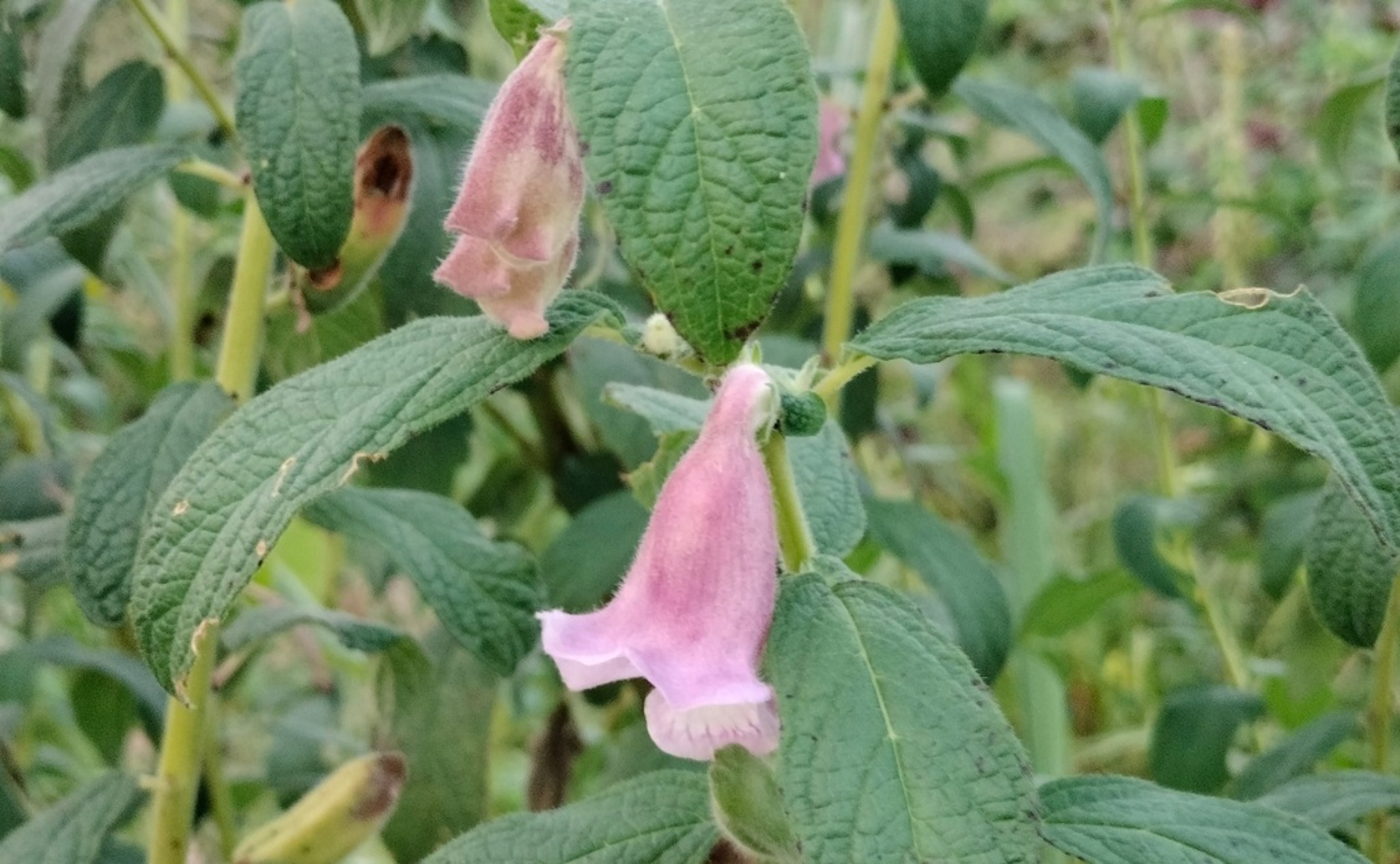 Testing Sesame Plants for Resistance to Root-Knot Nematodes