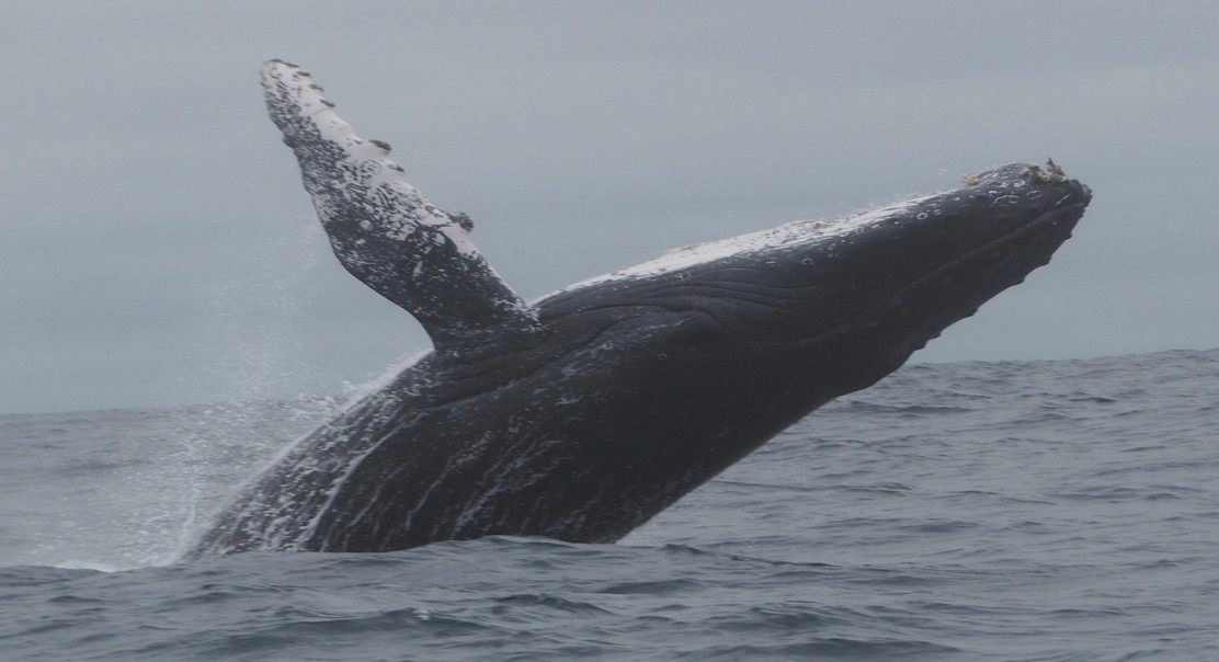 Whales Helping Sick Companions When Trapped in Fishing Gear