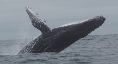 Whales Helping Sick Companions When Trapped in Fishing Gear