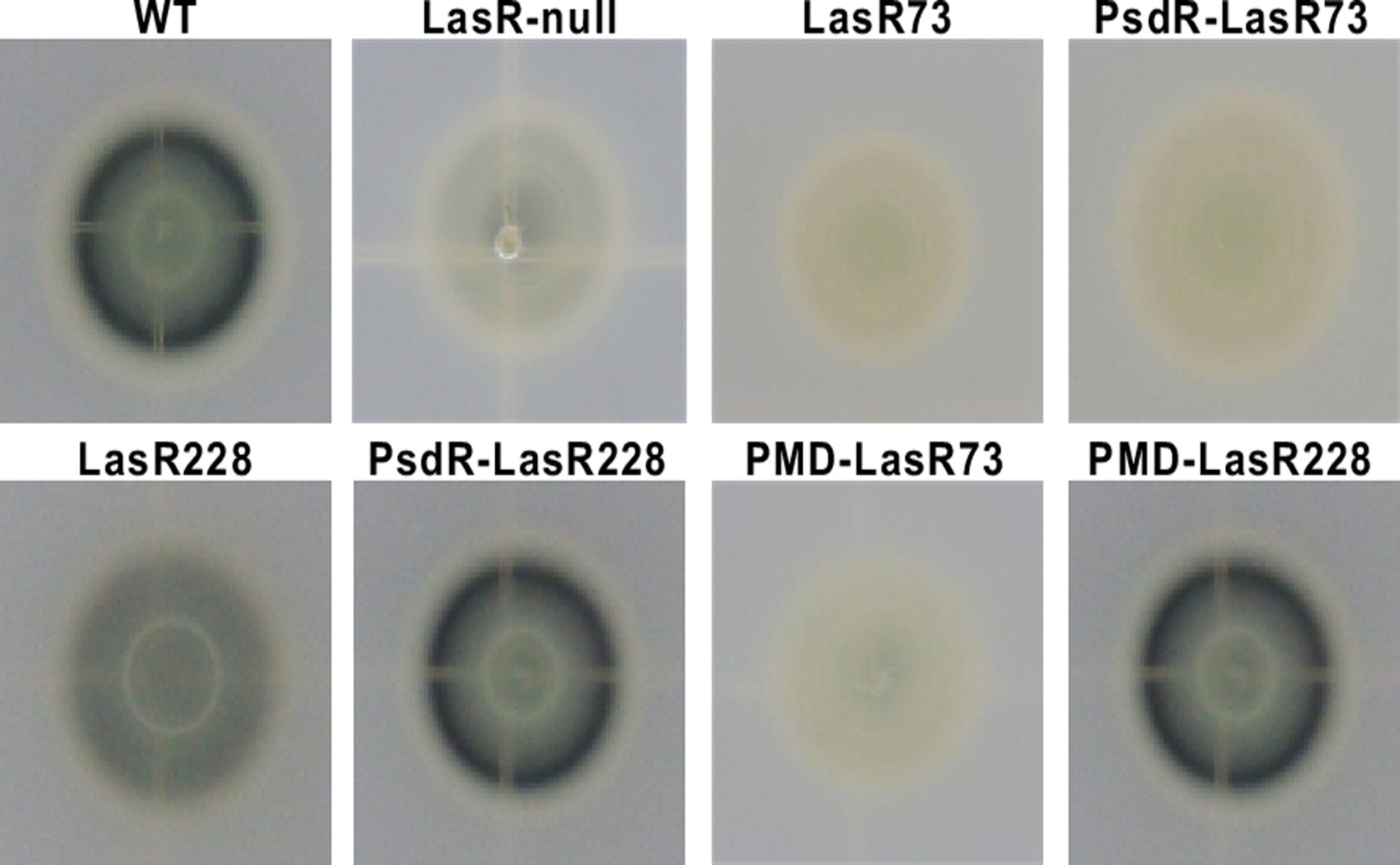 An Anticipatory Mechanism Boosts Cooperation in Mutant Bacteria