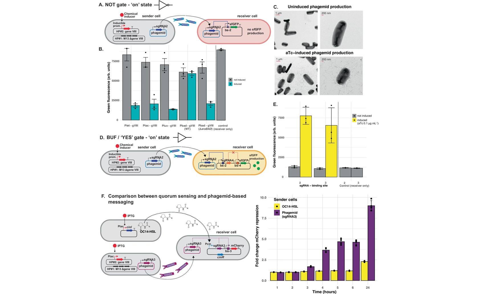 Engineering Cell Communication with CRISPR for Bio Computing