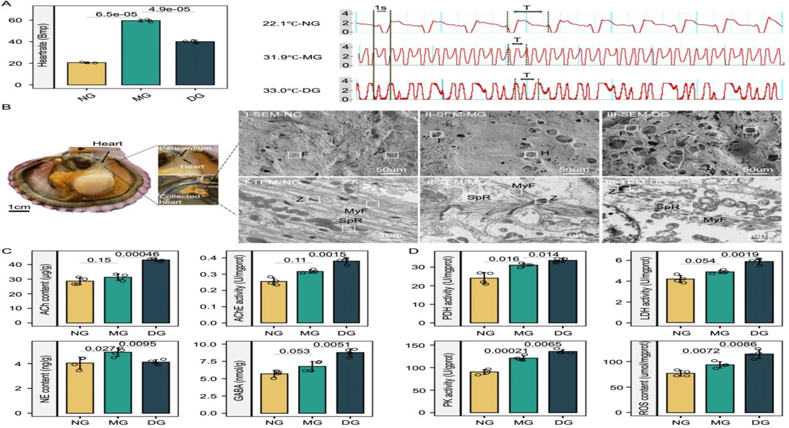 Heart Cell Study Shows Varied Response to Heat Stress