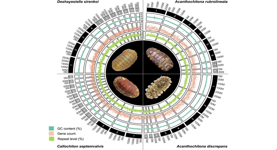 Deep Genome Changes in Simple-Looking Shell Creatures