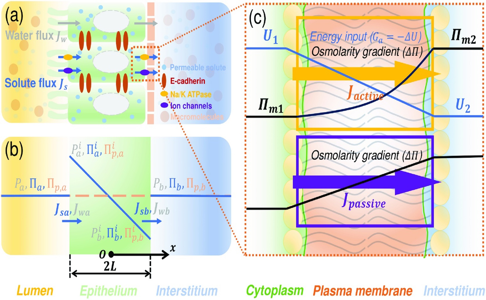 How Cells Move Fluids and Nutrients and How Blood Circulates