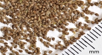 Butylphthalide's Impact on Preventing Brain Swelling at High Altitudes