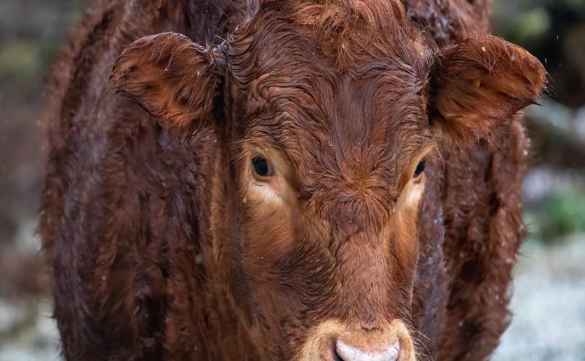 Feed Levels and Protein Sources for Cattle During the Rainy Season