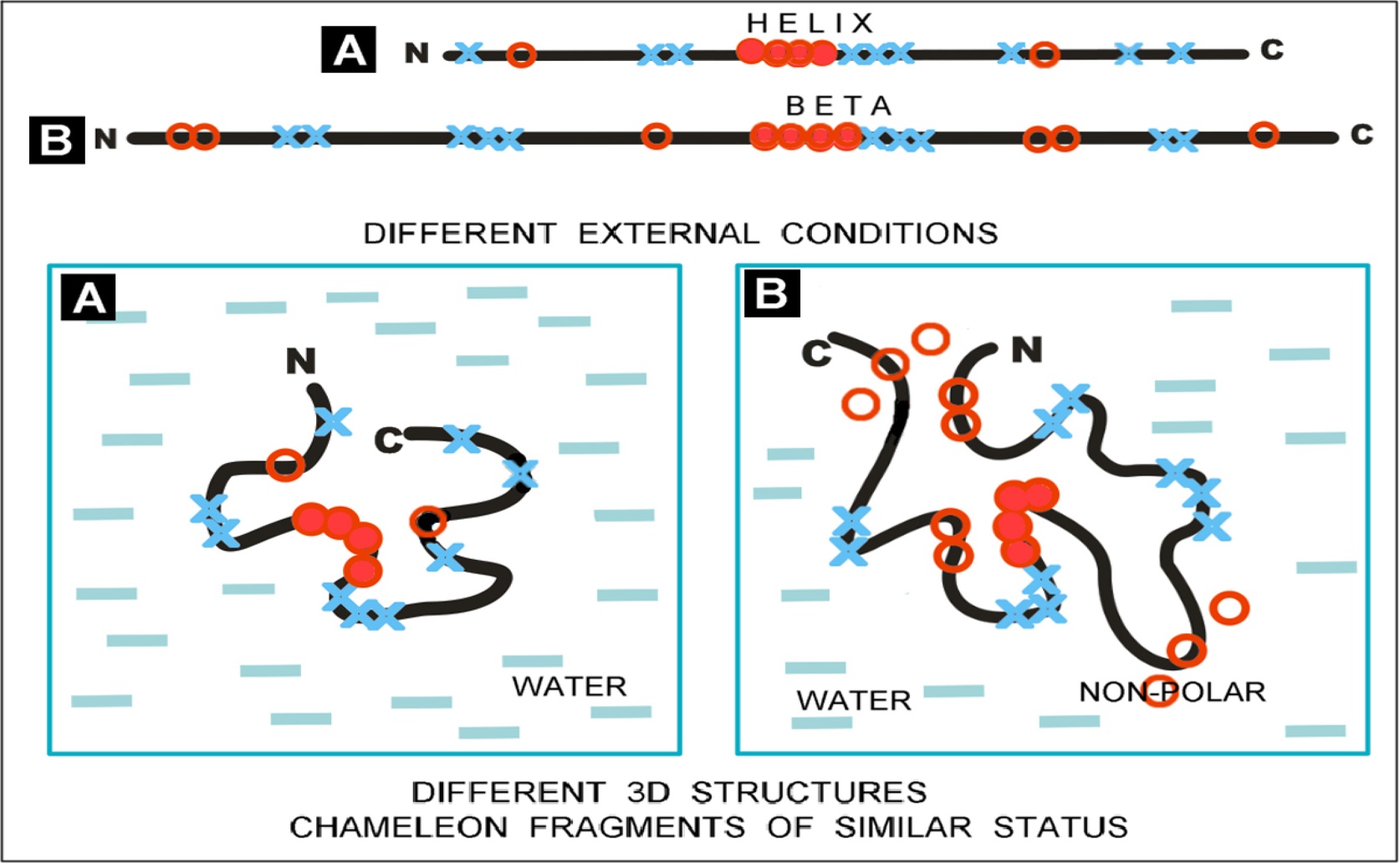 Flexible Protein Sequences Impact Structure
