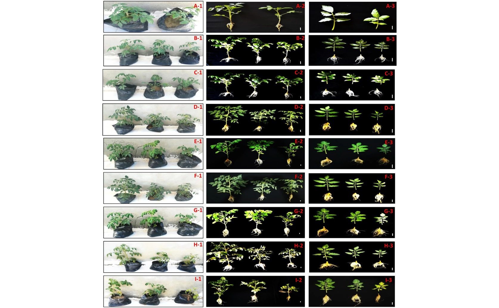 Studying Tomato Varieties' Salt Tolerance in Young Plants