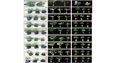 Studying Tomato Varieties' Salt Tolerance in Young Plants