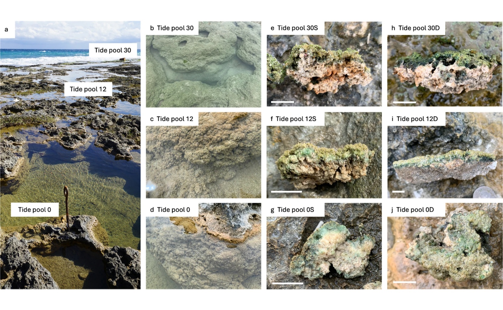 Salt and Acidity Influence Microorganism Changes and Mineral Growth