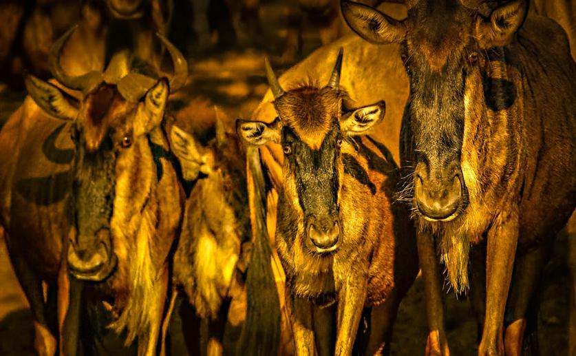 Genetic Diversity and History of the Largest Migratory Wildebeest Population
