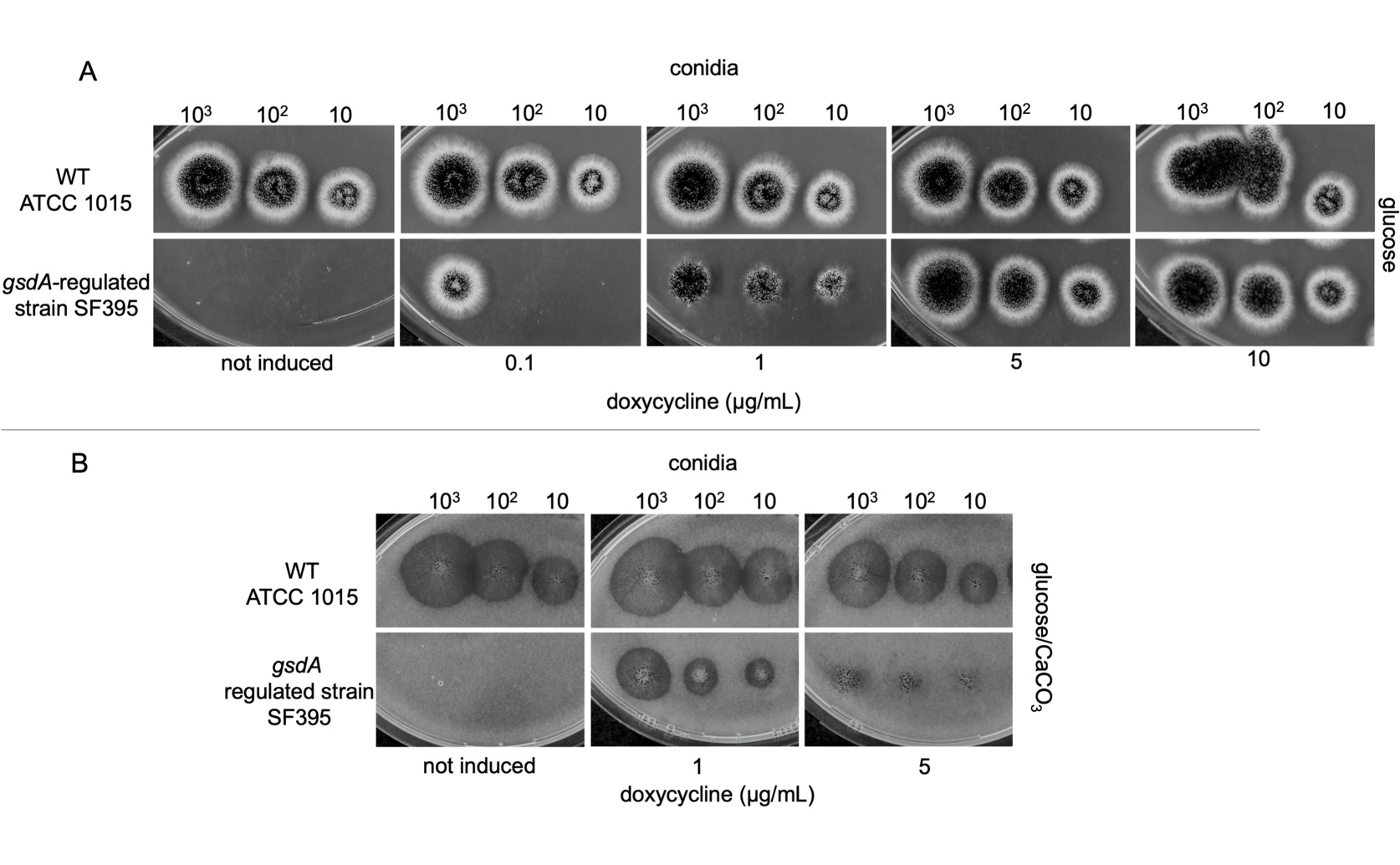 Regulating G6PD Affects Growth and Citric Acid in Black Mold