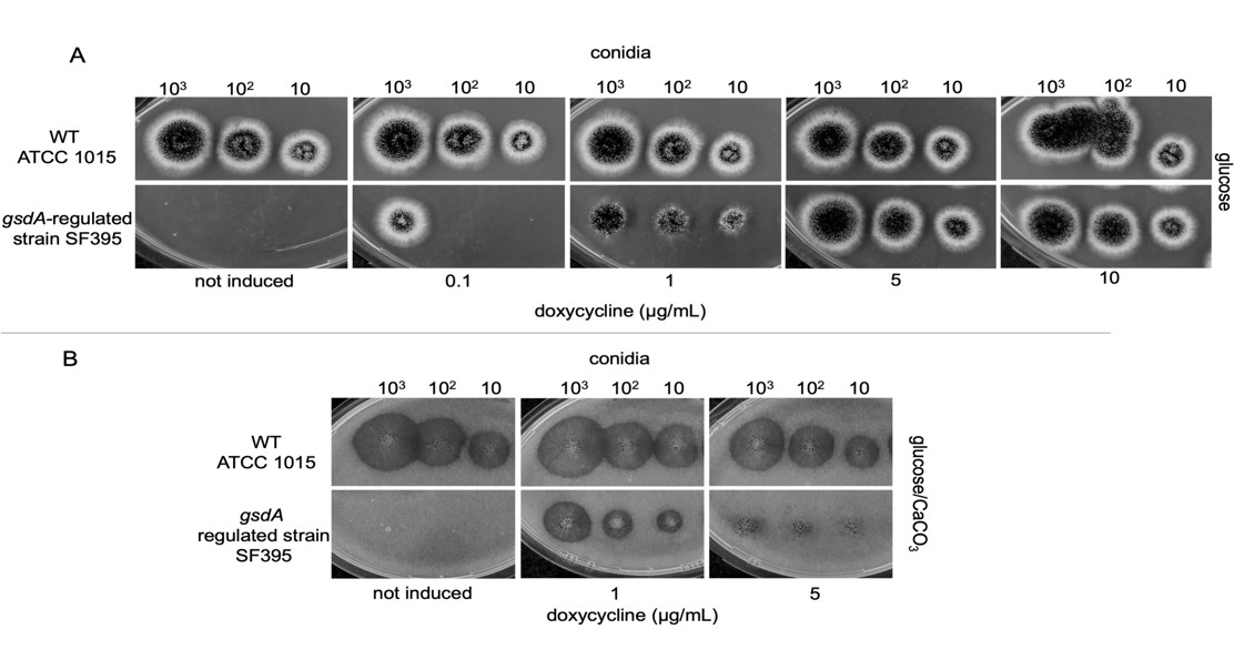 Regulating G6PD Affects Growth and Citric Acid in Black Mold