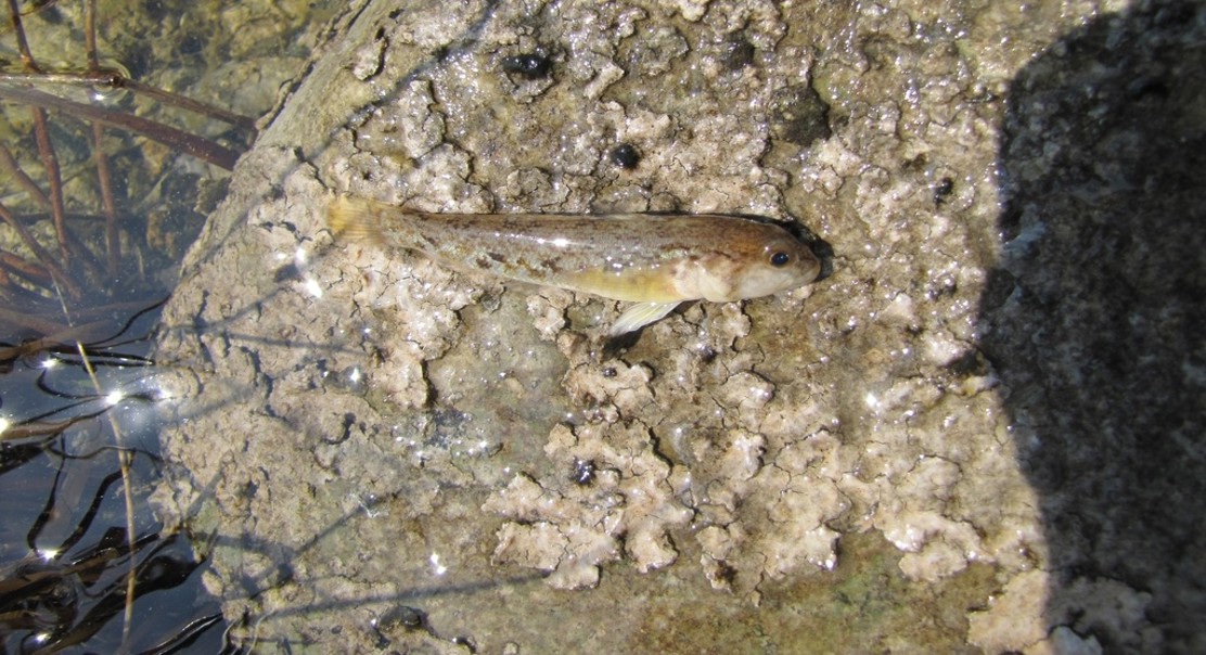 Salt Tolerance Helps Inform Spread of Invasive Species in Coastal Areas