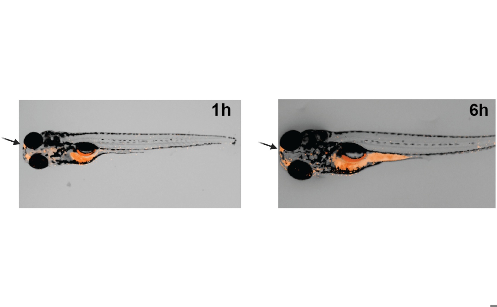 Effects of Two Proteins on Chemical-Induced Seizures in Lab Models