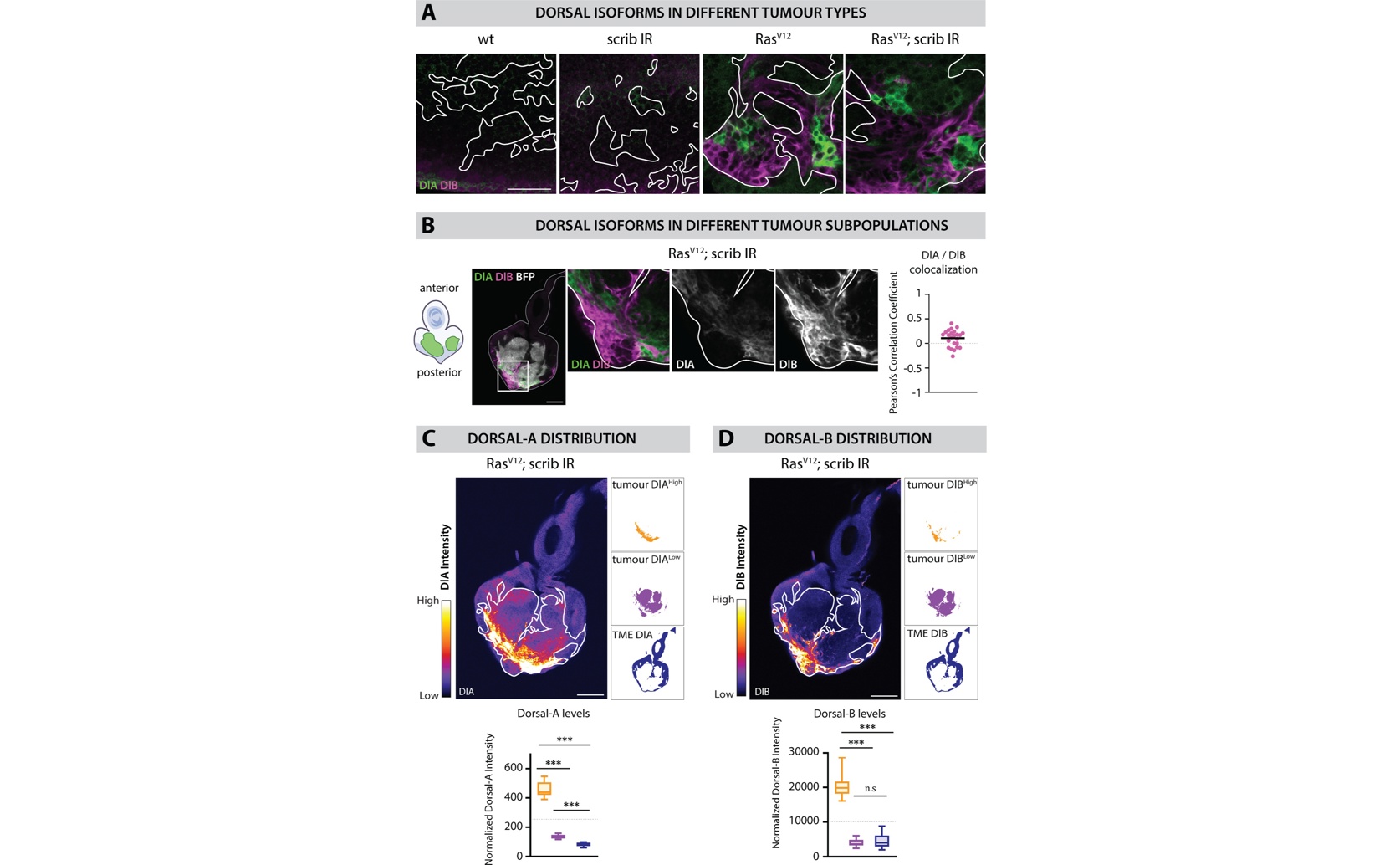 Cancer Gene Signals Drive Tumor Growth in a Carcinoma Model