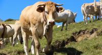 Assessing How Tannin and Oil Mixes Impact Cow Digestion