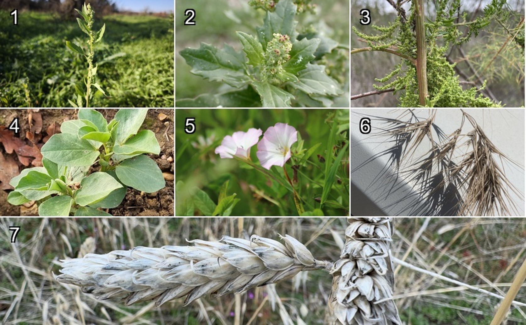 How Lamb's Quarters Affect Other Plants with Their Leachates, Decay, and Oils