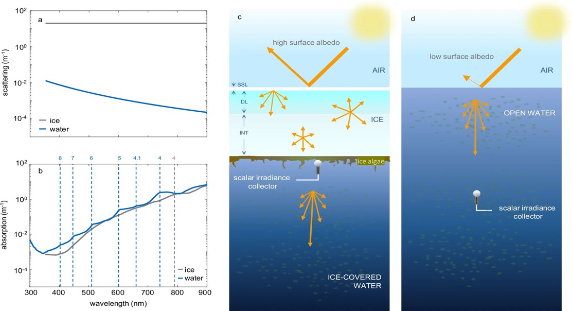 Melting Sea Ice Changes Light for Water Plants
