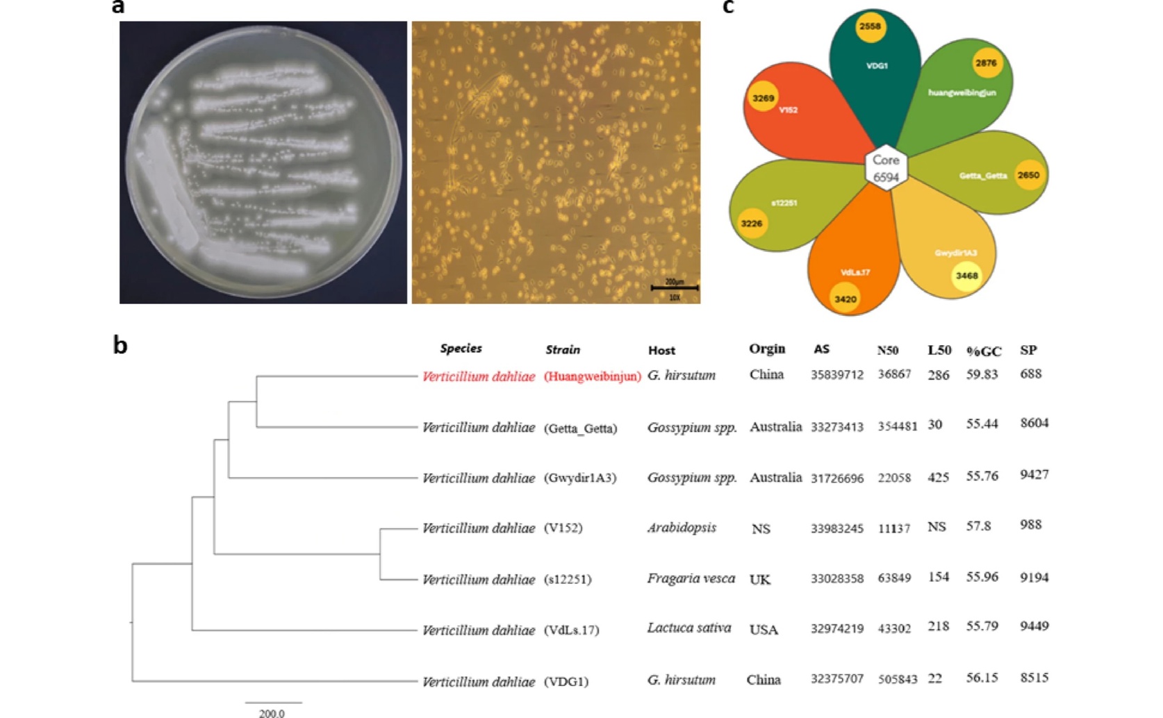 DNA Sequencing of a New Wilt Disease Fungus
