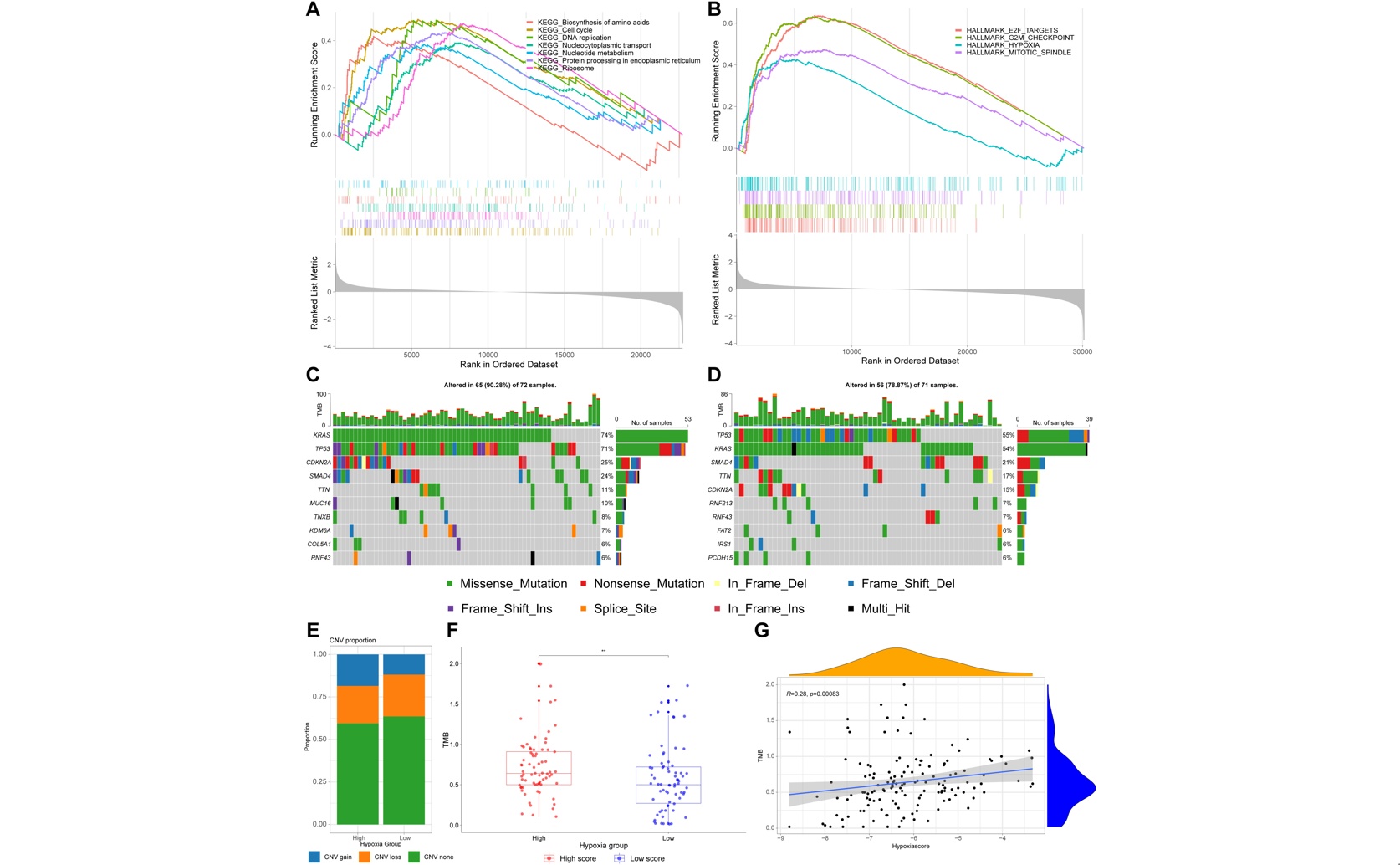 New Tool Uses Immune Cells to Predict Pancreatic Cancer Outcomes