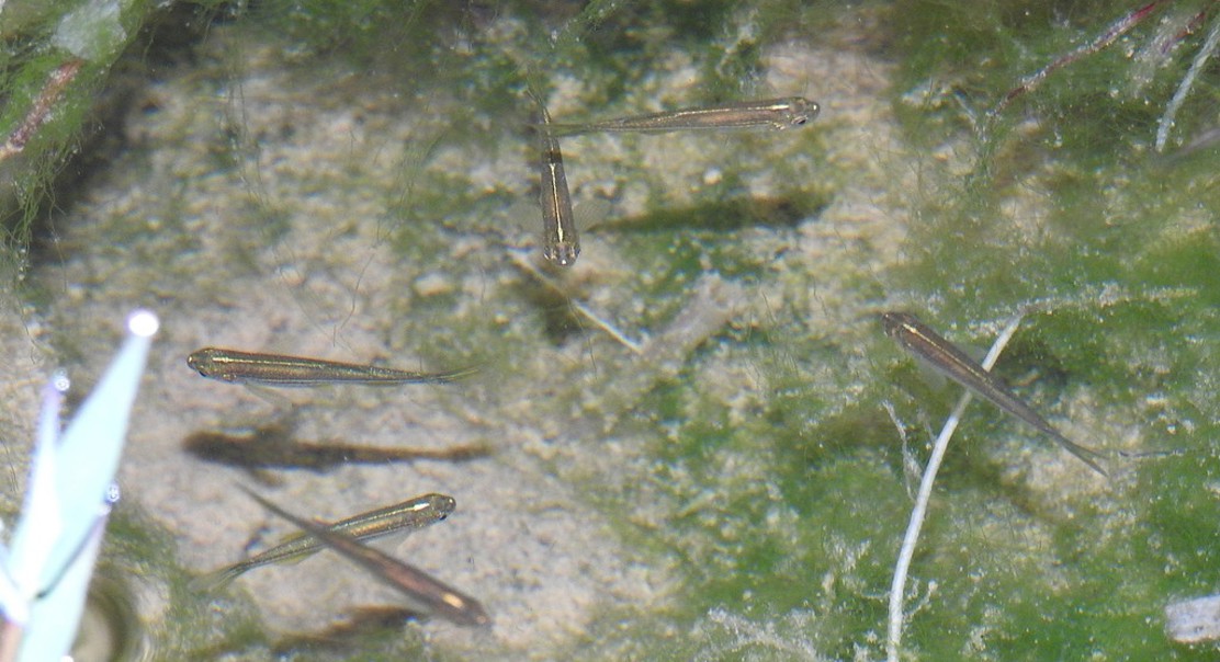 Zebrafish Lack a Human-Like Immune Protein