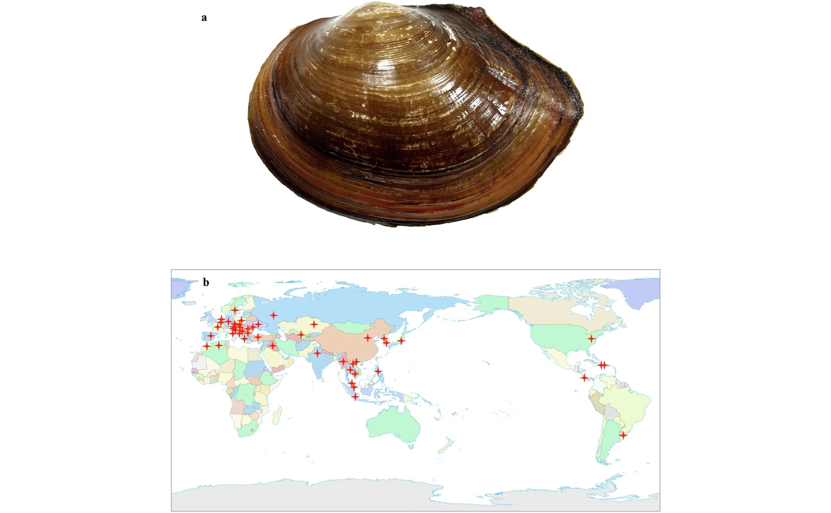 Creating a Detailed DNA Map of a Freshwater Mussel