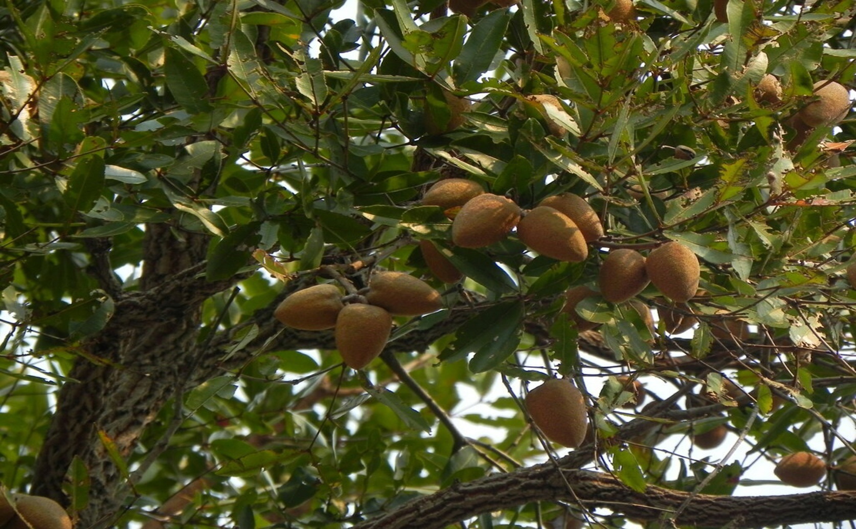 Dominant and Rare Tree Species in Tropical Savannas