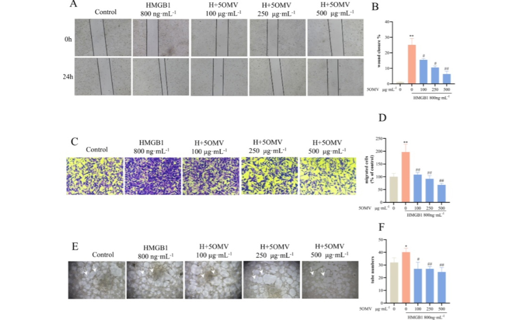 Natural Compound Blocks Protein-Induced Blood Vessel Growth in Liver Cancer