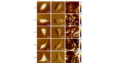 Impact of Fluid Flow Duration on Human Cell Strength Using Advanced Microscopy