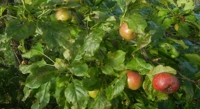 How Strigolactones Help Apple Trees Resist Aluminum Stress