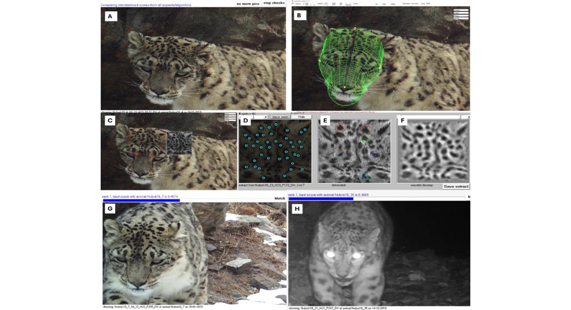 Snow Leopard Populations and Habitats: Enhancing Conservation Methods