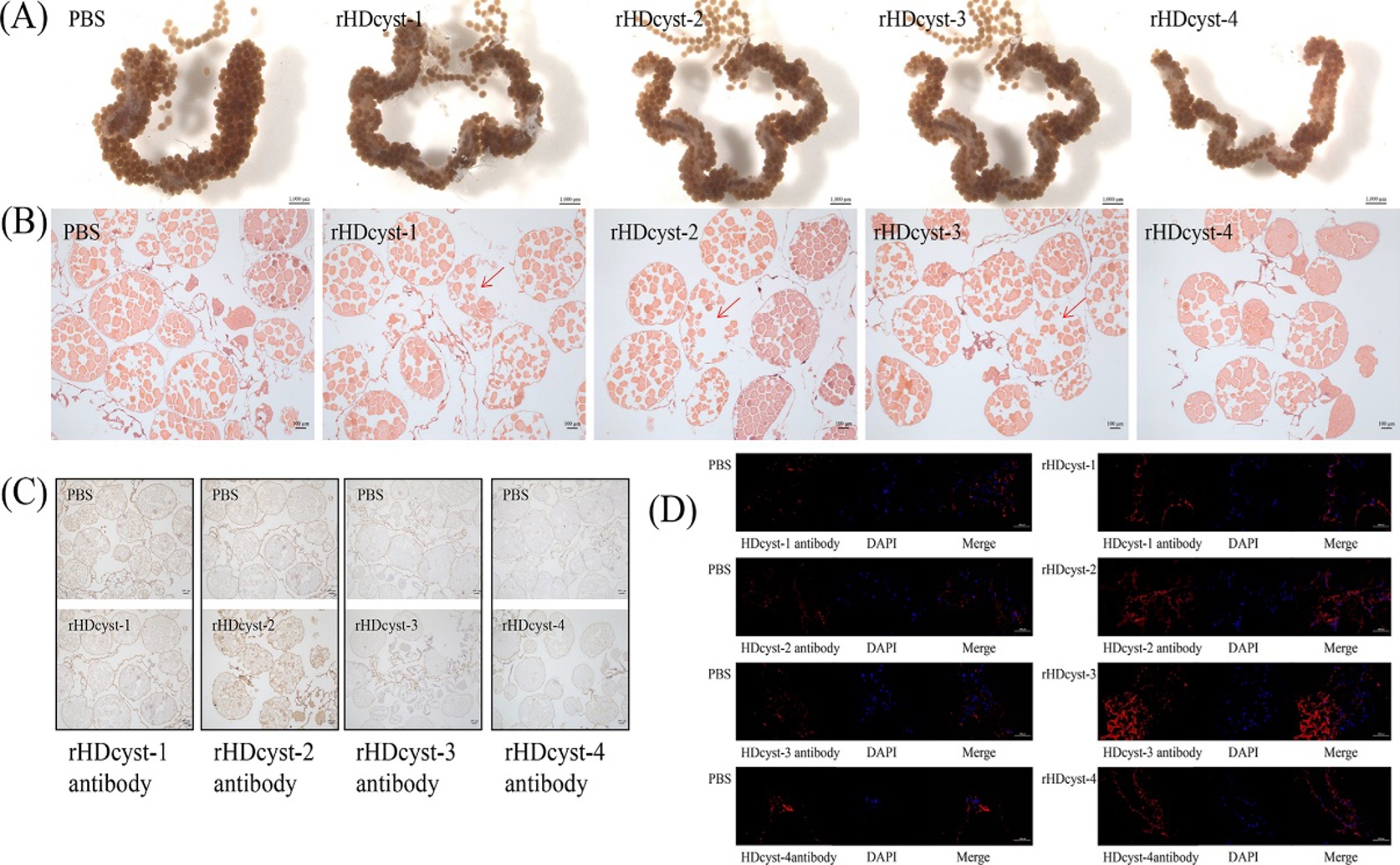 Cystatin Antibodies Interfere with Ovary Development in Ticks