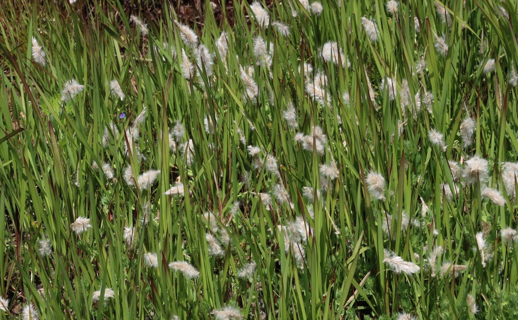 Modeling Invasive Cogon Grass under Climate Change: Global Risk and Future