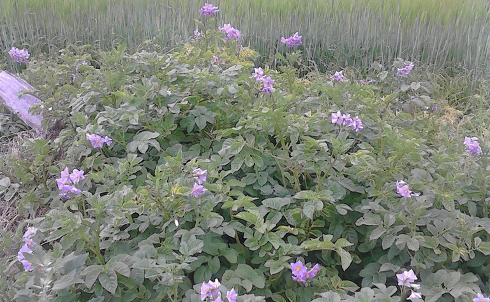 Analyzing Bacterial Diversity in Potato Root Soil for Pest Control