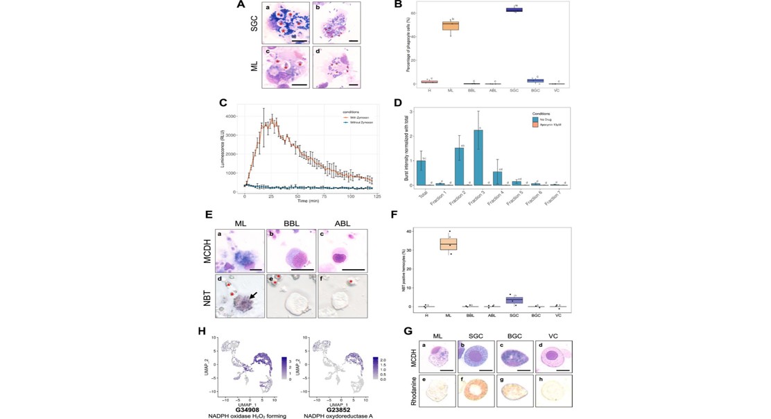 Immune Cell Diversity and Special Roles Revealed by Single-Cell Studies