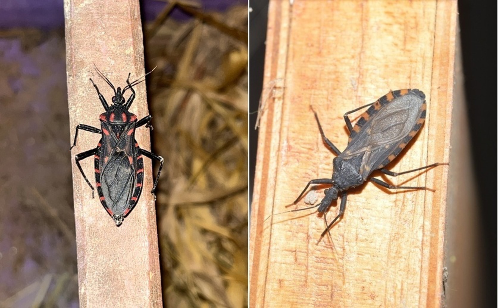 Effects of Artificial Feeding on Growth Stages of Two Kissing Bugs