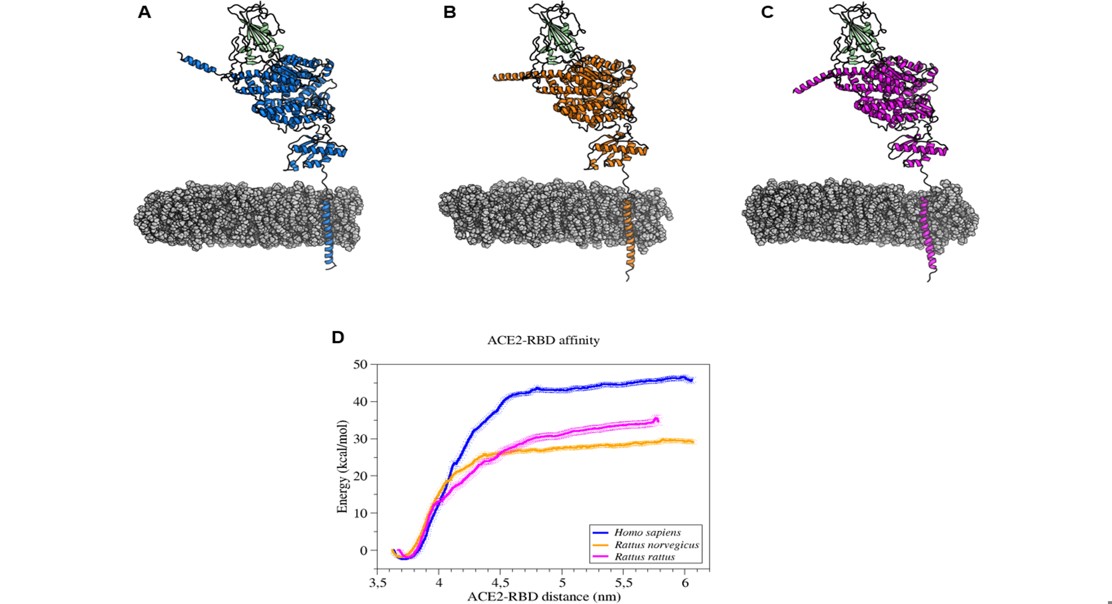 Potential Spread and Circulation of the Coronavirus in the Wild