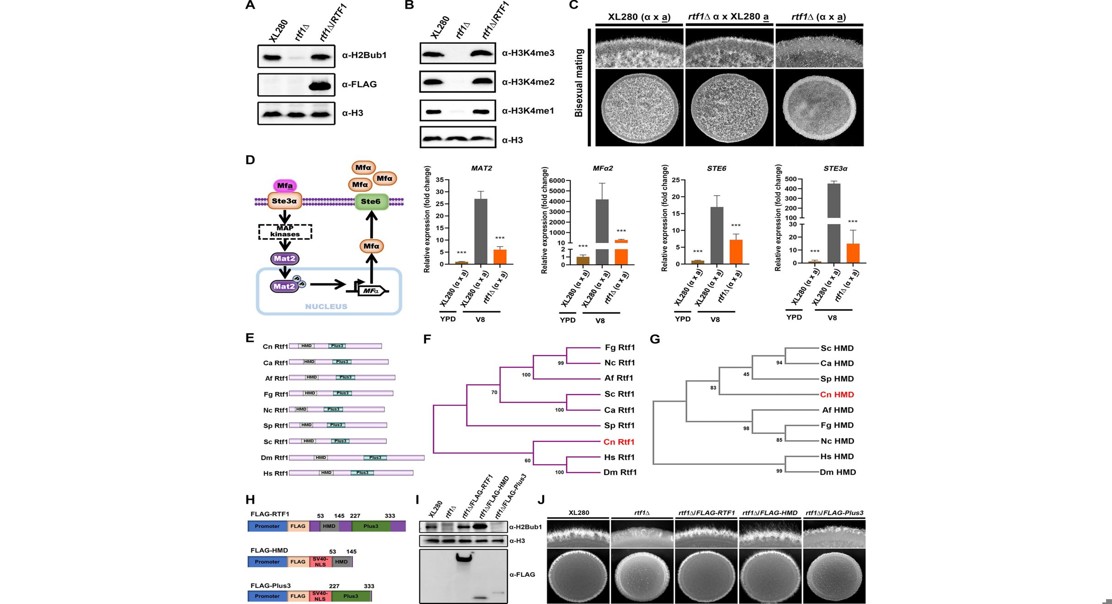 Protein Controls Gene Activity and Disease Factors in Meningitis Fungus