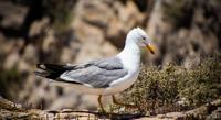 Timing of Bird Migration Shaped by Food, Not Wind