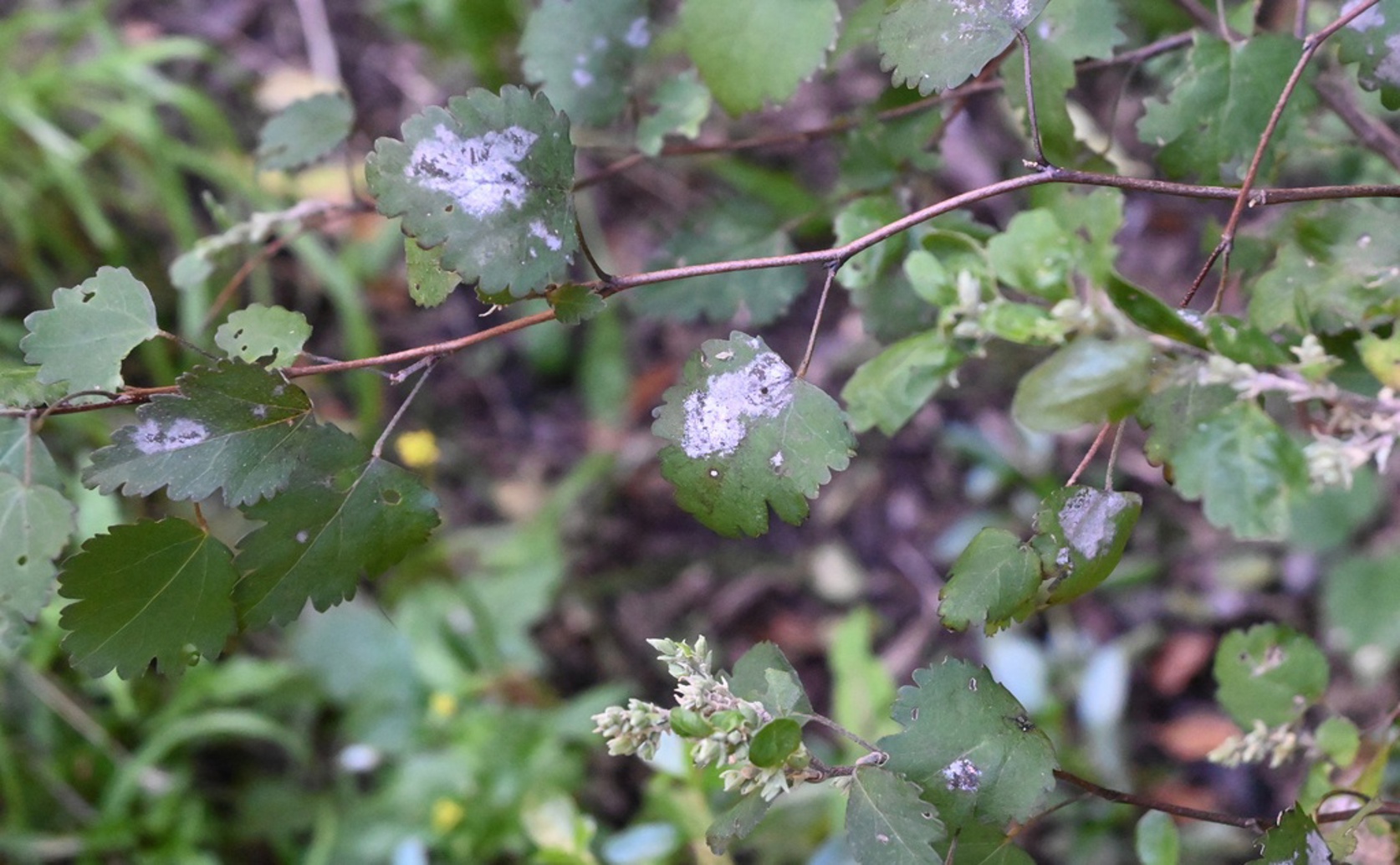 Surprising Variety of Powdery Mildew Types Affecting Legumes