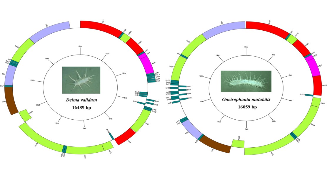 Deep-Sea Adaptation Revealed by Mitochondrial DNA of Two Sea Cucumbers