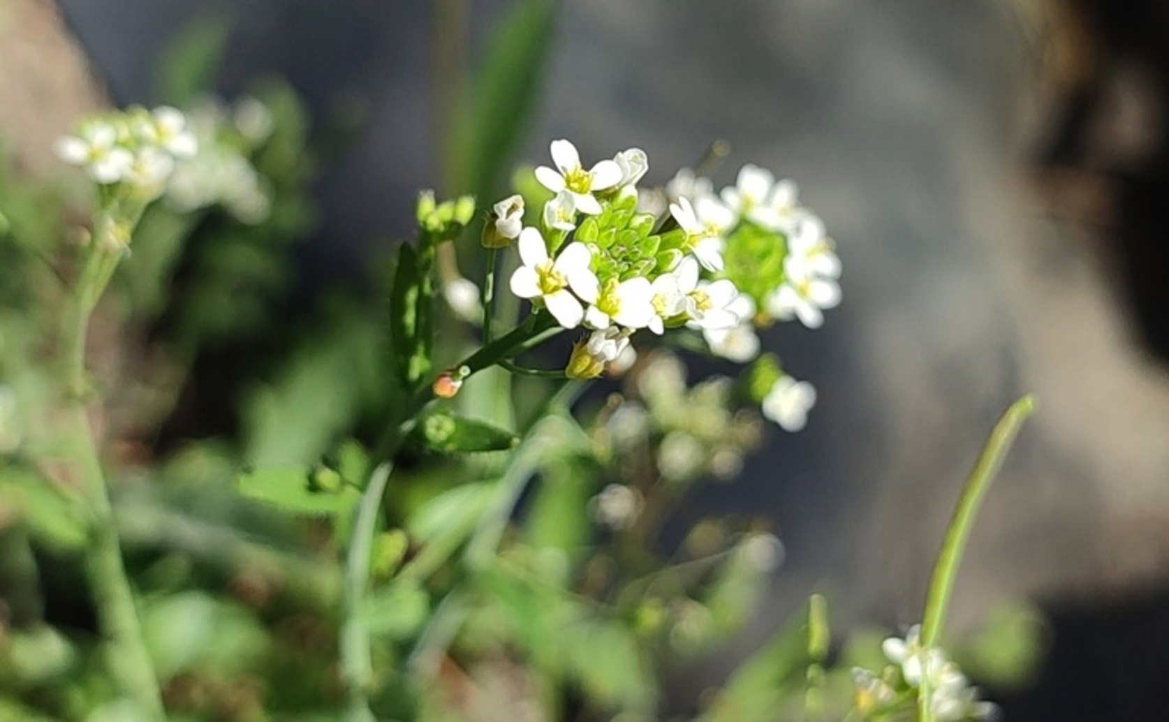 How UV Light Affects Helpful Microbes in a Common Plant